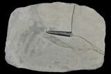 Jurassic Belemnite (Passaloteuthis) Fossil - Germany #180450-1